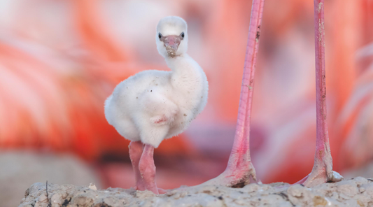 Behind the meaning of 'Ivory Flamingo'...